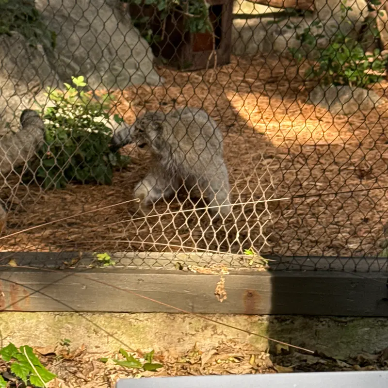 A photograph of Batu in Prospect Park Zoo