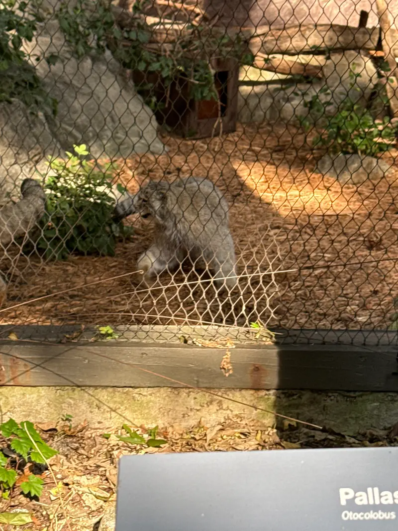 A photograph of Batu in Prospect Park Zoo