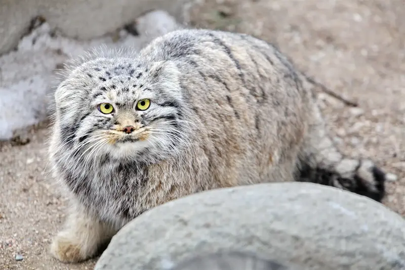 Manul of the day