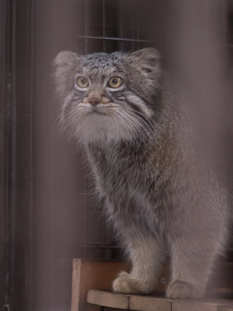 A photograph of Figa in Nogeyama Zoo