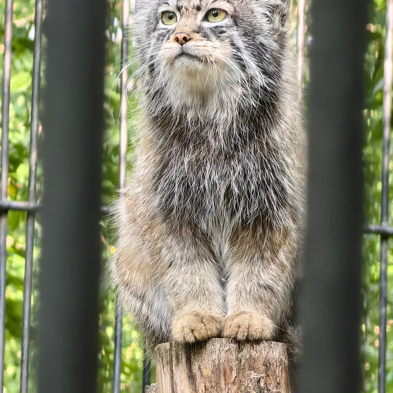 A photograph of Son of Eve 2023 Ⅳ in Novosibirsk Zoo