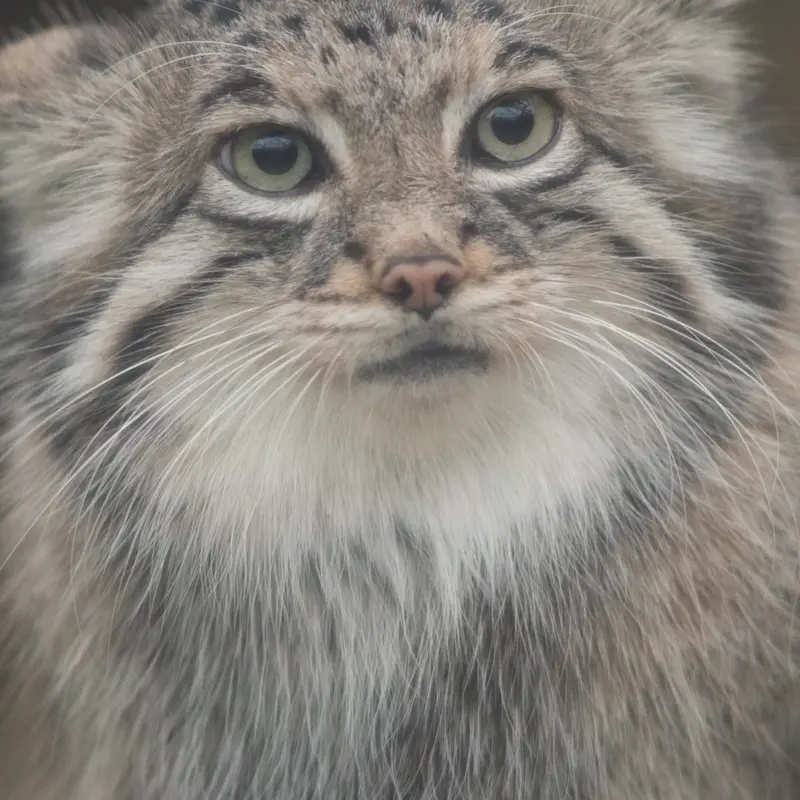 A photograph of Az in Kobe Animal Kingdom