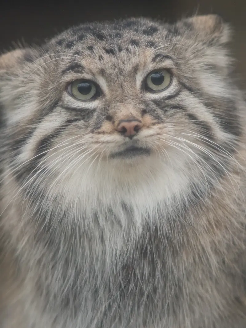 A photograph of Az in Kobe Animal Kingdom