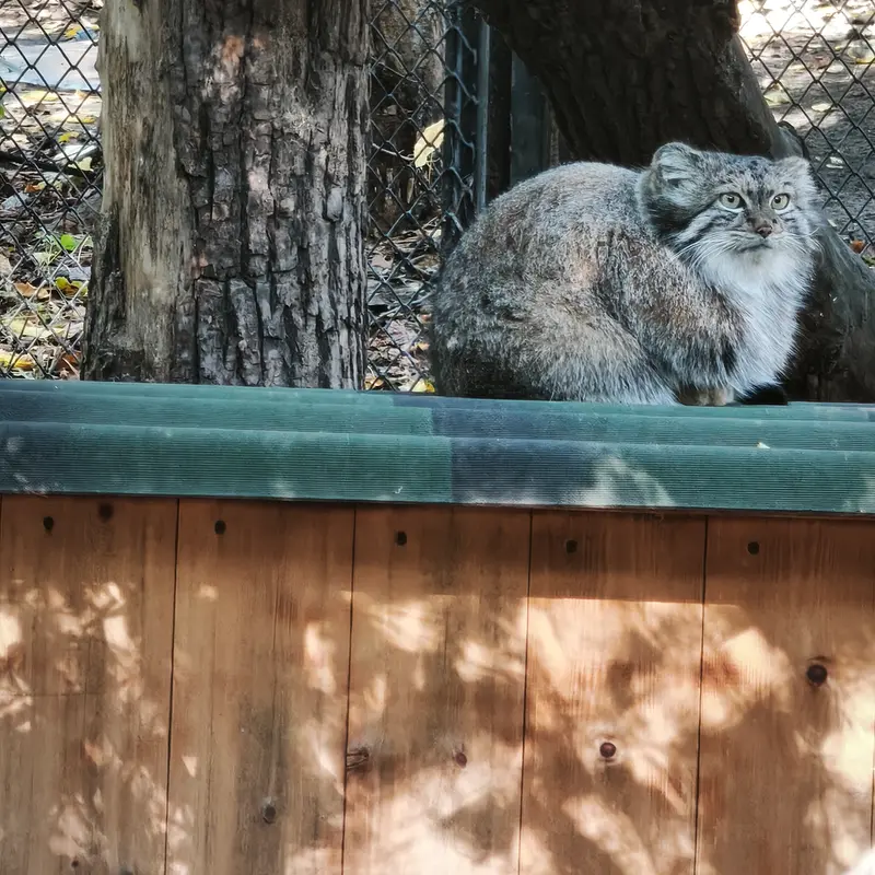 A photograph of Snezhana in Novosibirsk Zoo