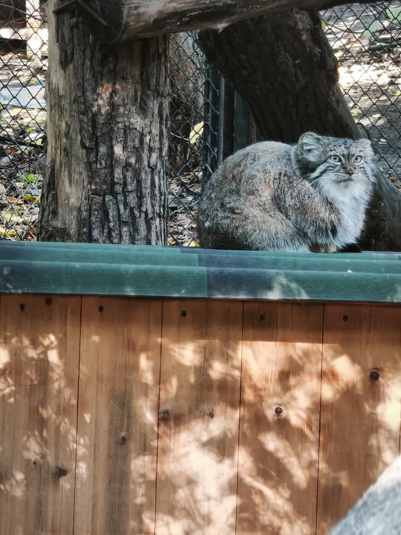 A photograph of Snezhana in Novosibirsk Zoo