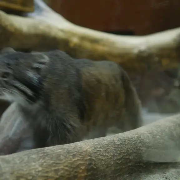 A photograph of a Pallas's cat in Ueno Zoological Gardens
