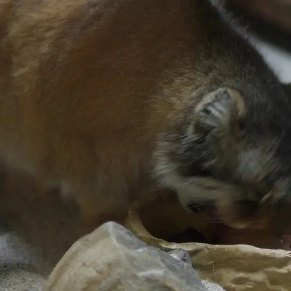 A photograph of a Pallas's cat in Ueno Zoological Gardens