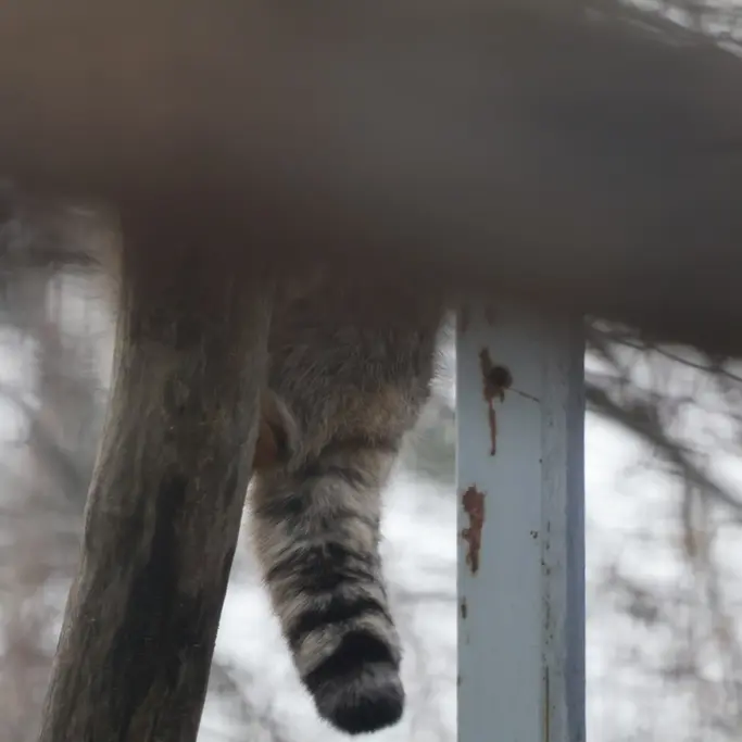 A photograph of a Pallas's cat