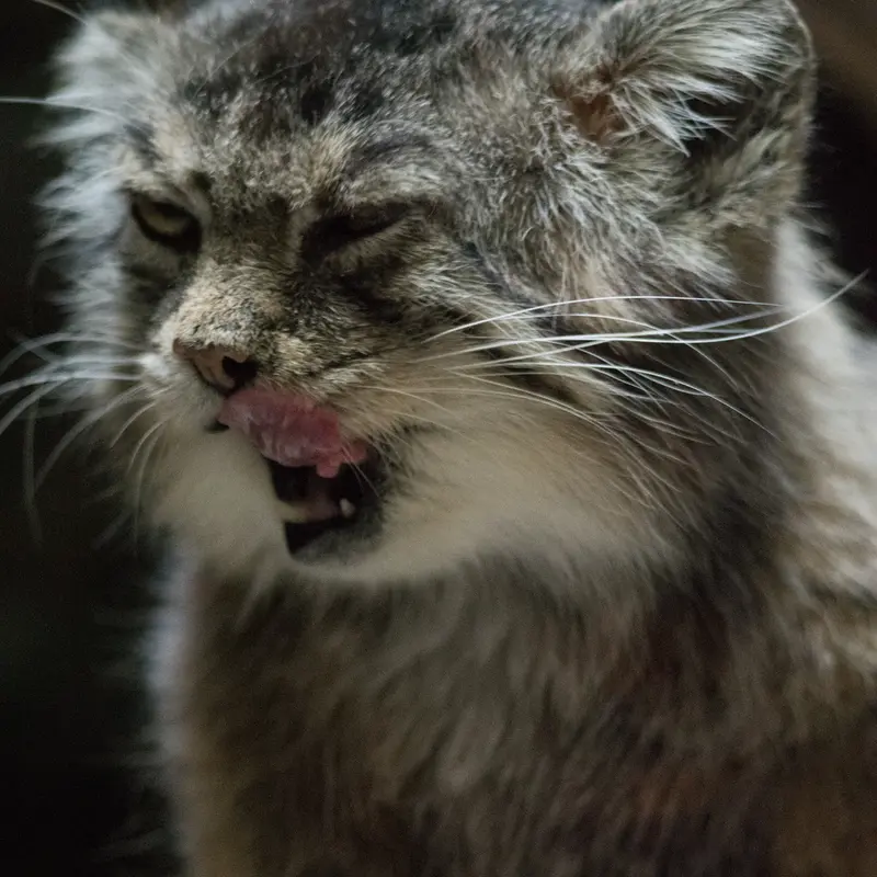 A photograph of Primula in Ueno Zoological Gardens