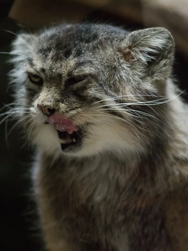 A photograph of Primula in Ueno Zoological Gardens