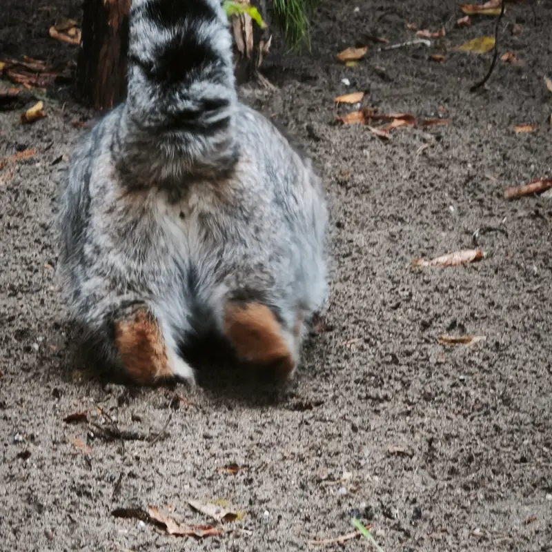 A photograph of Grey in Novosibirsk Zoo