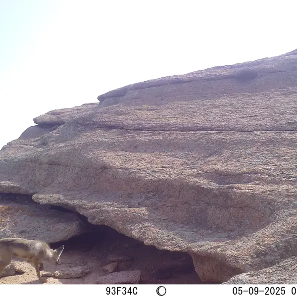 A photograph of Red fox from Bektauata 1 camera trap