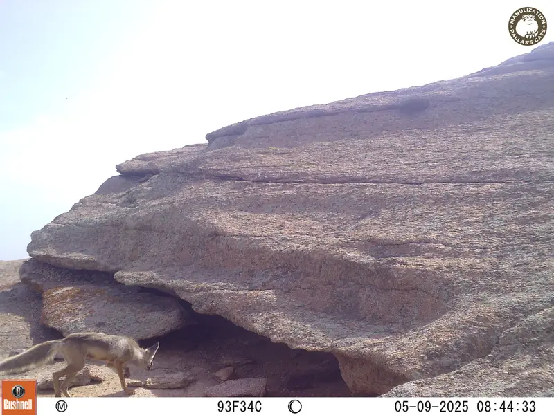A photograph of Red fox from Bektauata 1 camera trap