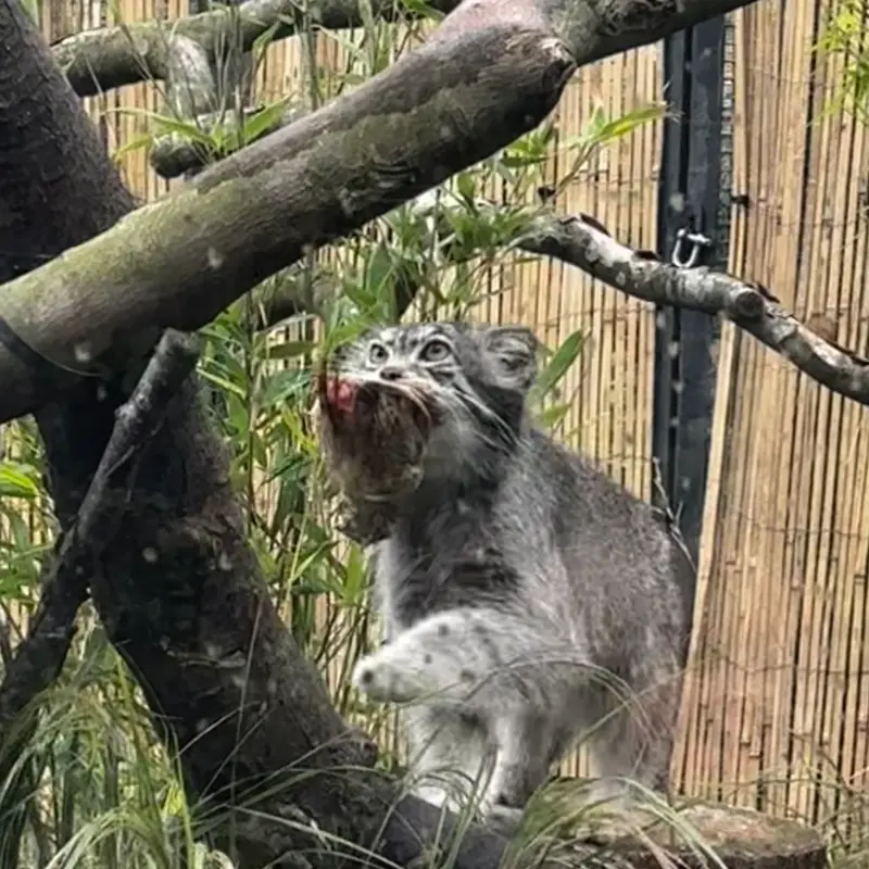 A photograph of Akiko in Edinburgh Zoo