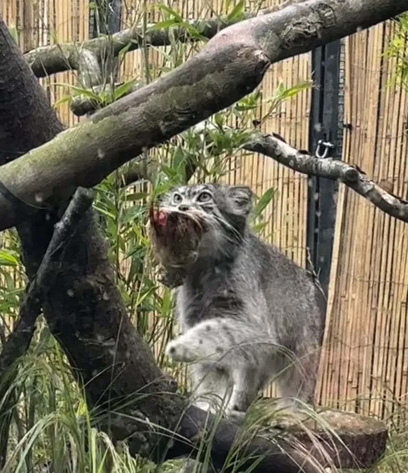 A photograph of Akiko in Edinburgh Zoo
