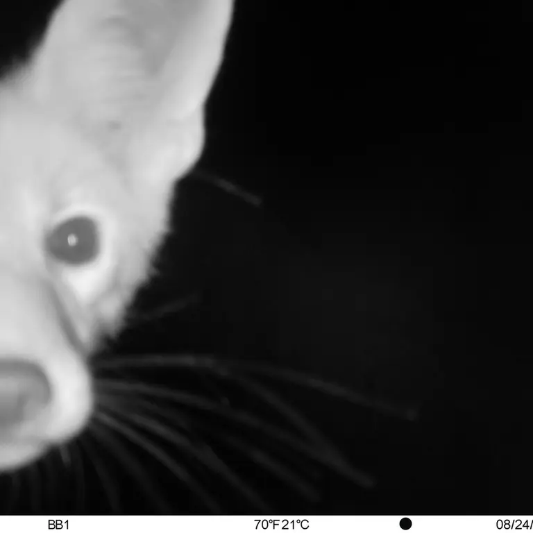 A photograph of Red fox from Aktas-Kunkora [new] camera trap