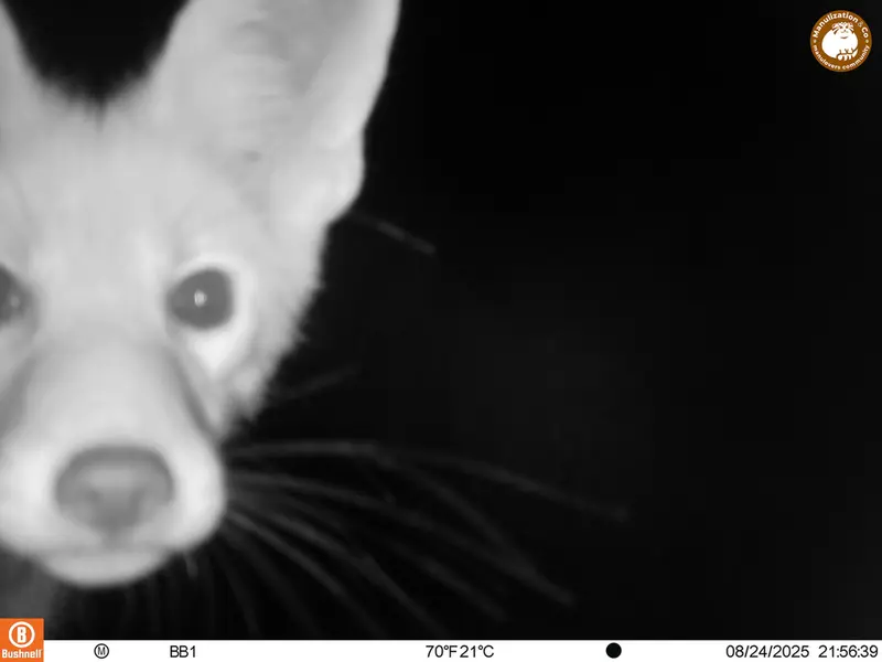 A photograph of Red fox from Aktas-Kunkora [new] camera trap