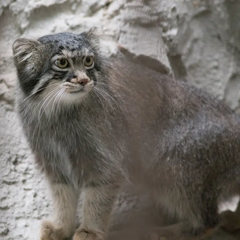 A photograph of Figa in Nogeyama Zoo