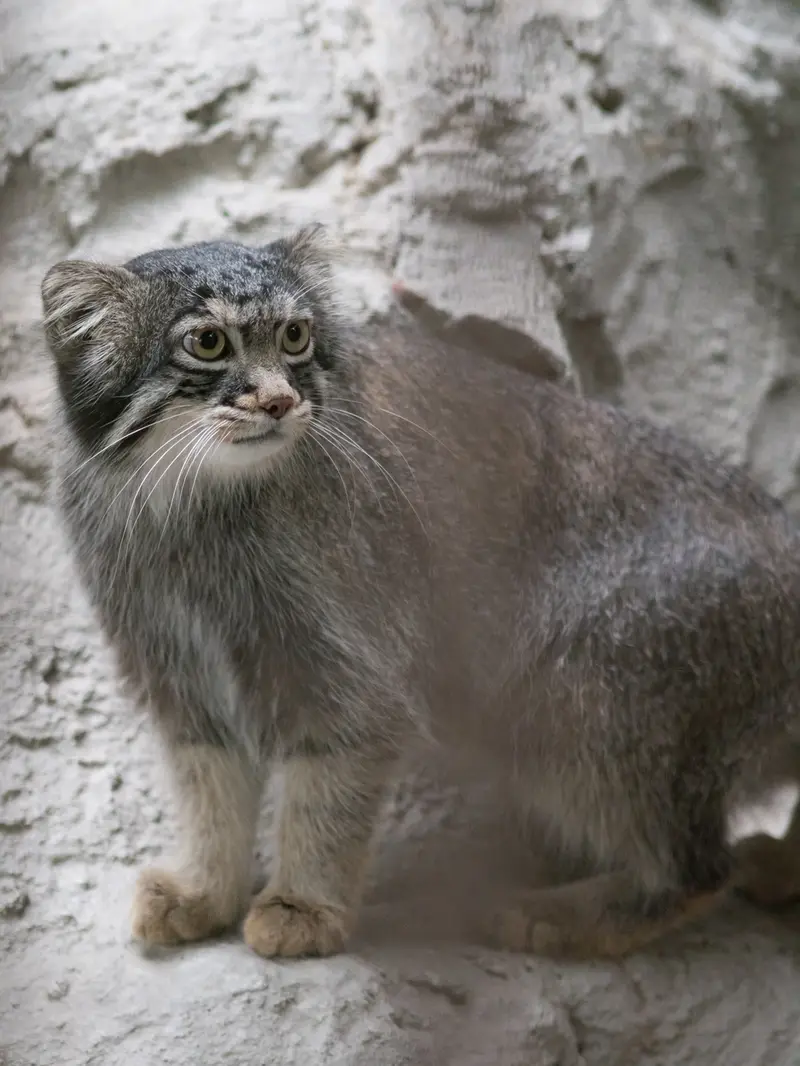 A photograph of Figa in Nogeyama Zoo