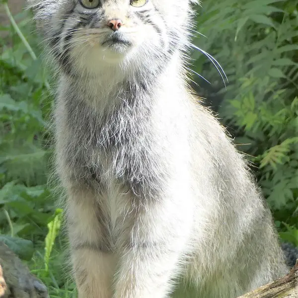 A photograph of Aiolos in Tallinn Zoo