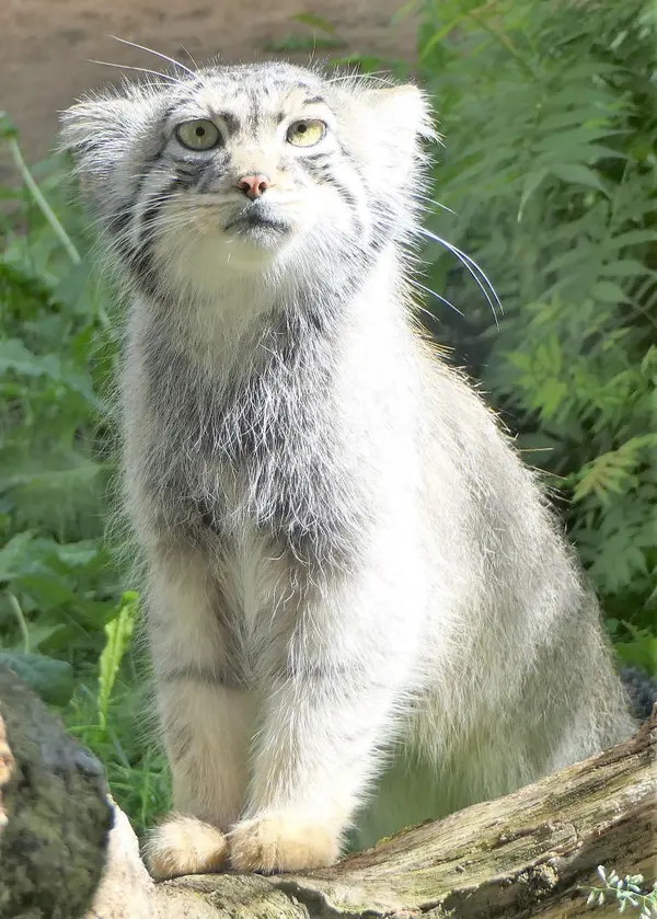 A photograph of Aiolos in Tallinn Zoo