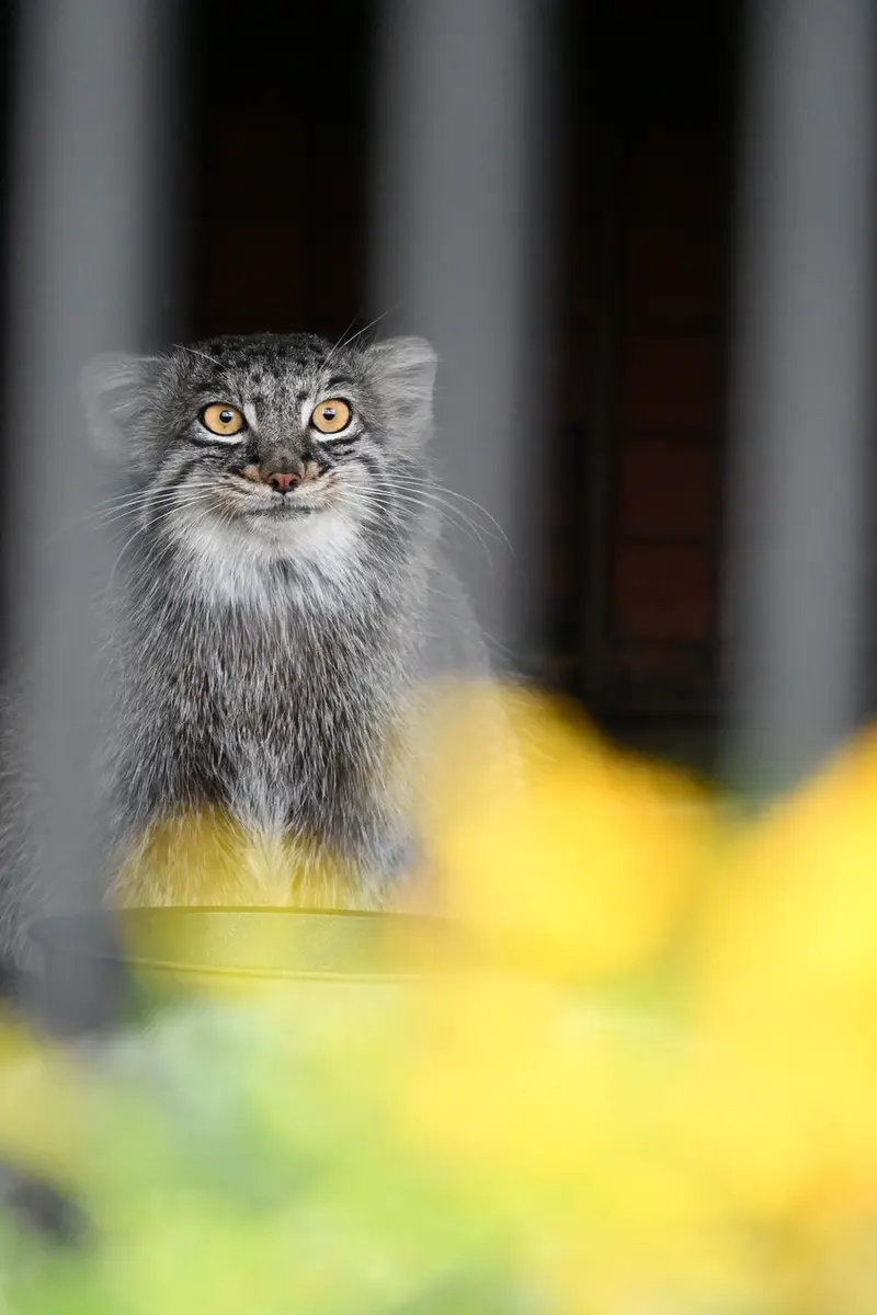 A photograph of Mei in Gokatsuraike Animal Park
