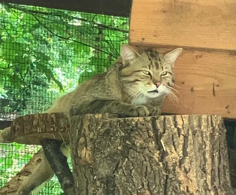 A photograph of a Pallas's cat in Neuwied Zoo