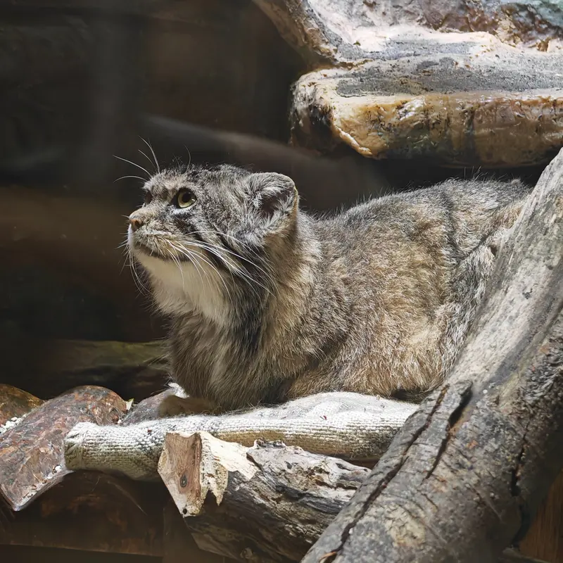 A photograph of Shafran in Ueno Zoological Gardens