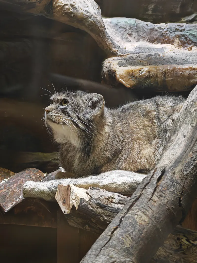 A photograph of Shafran in Ueno Zoological Gardens
