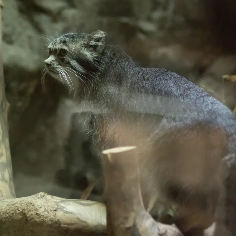 A photograph of Klyon in Ueno Zoological Gardens