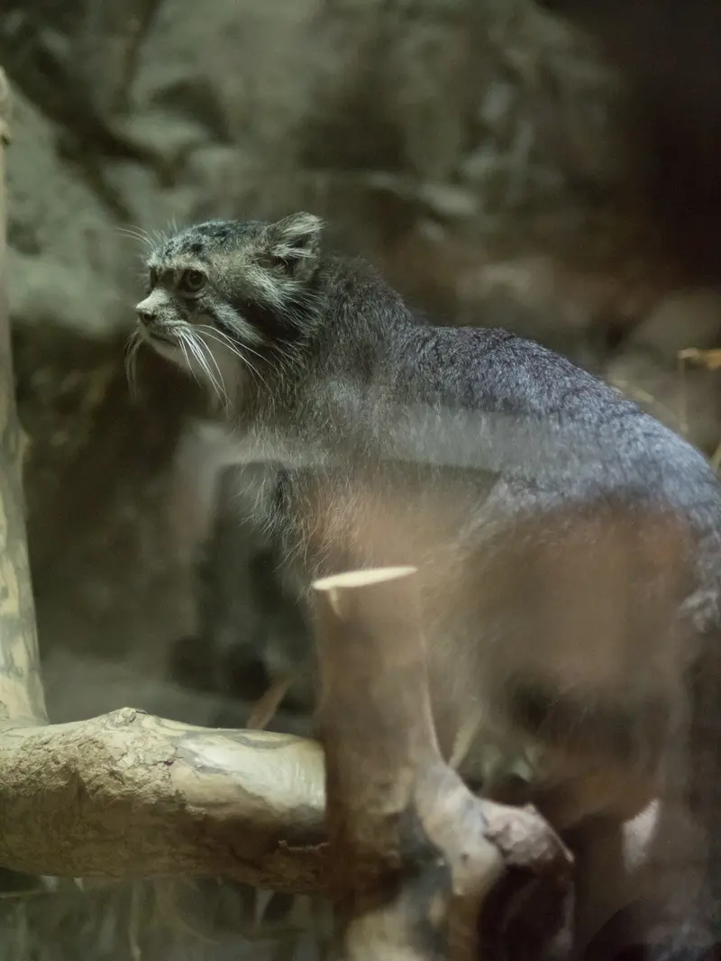 A photograph of Klyon in Ueno Zoological Gardens