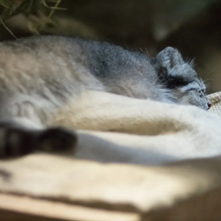 A photograph of Klyon in Ueno Zoological Gardens