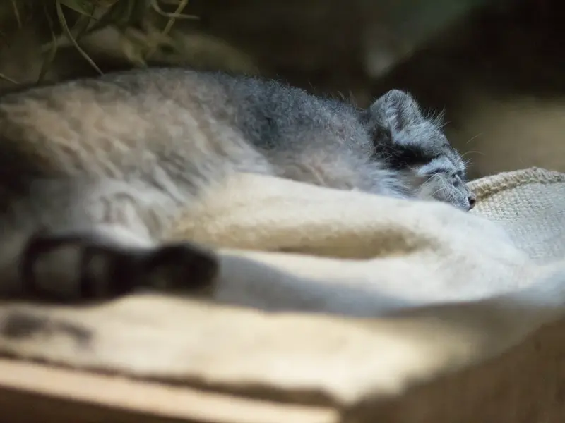 A photograph of Klyon in Ueno Zoological Gardens