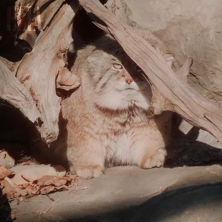 A photograph of Olaf in Calgary Zoo / Wilder Institute
