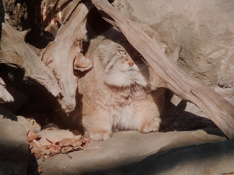 A photograph of Olaf in Calgary Zoo / Wilder Institute