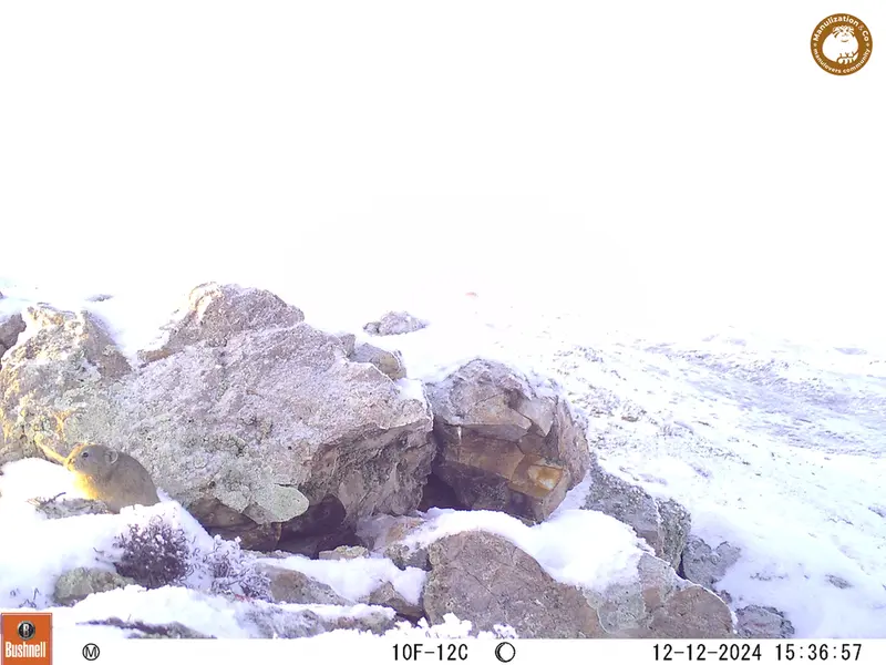 A photograph of Pika from Besshoky 1 camera trap
