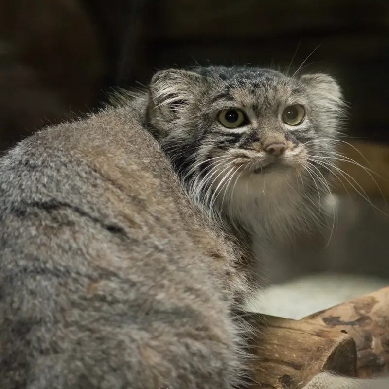 A photograph of Shafran in Ueno Zoological Gardens