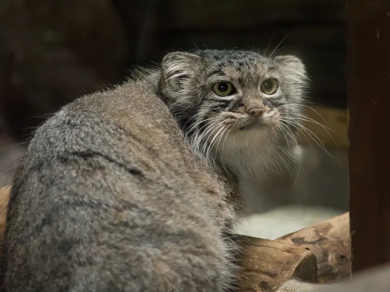 A photograph of Shafran in Ueno Zoological Gardens