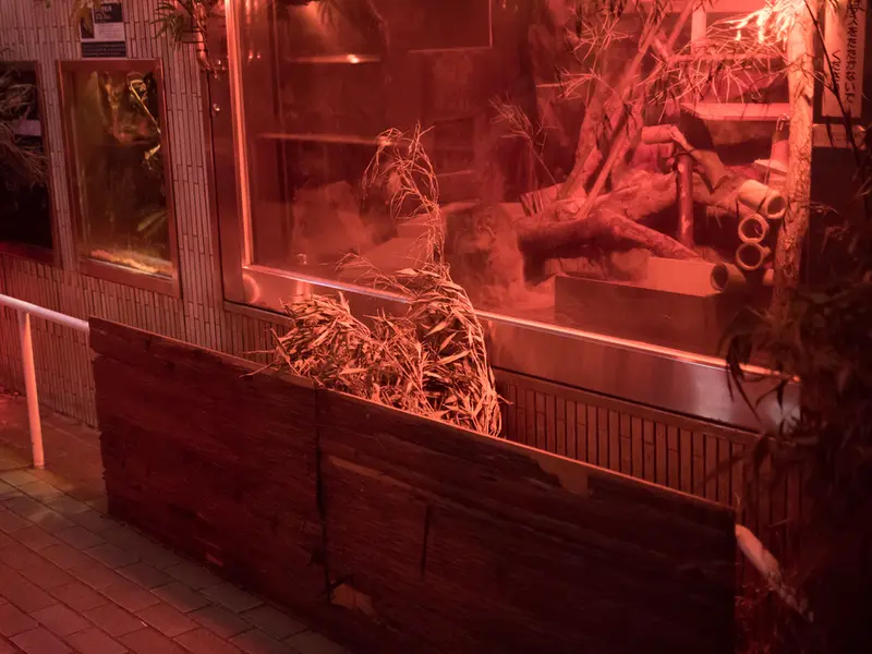 A photograph of Naim in Ueno Zoological Gardens