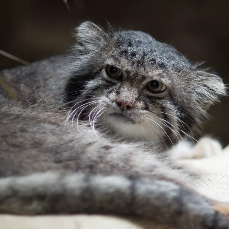A photograph of Klyon in Ueno Zoological Gardens