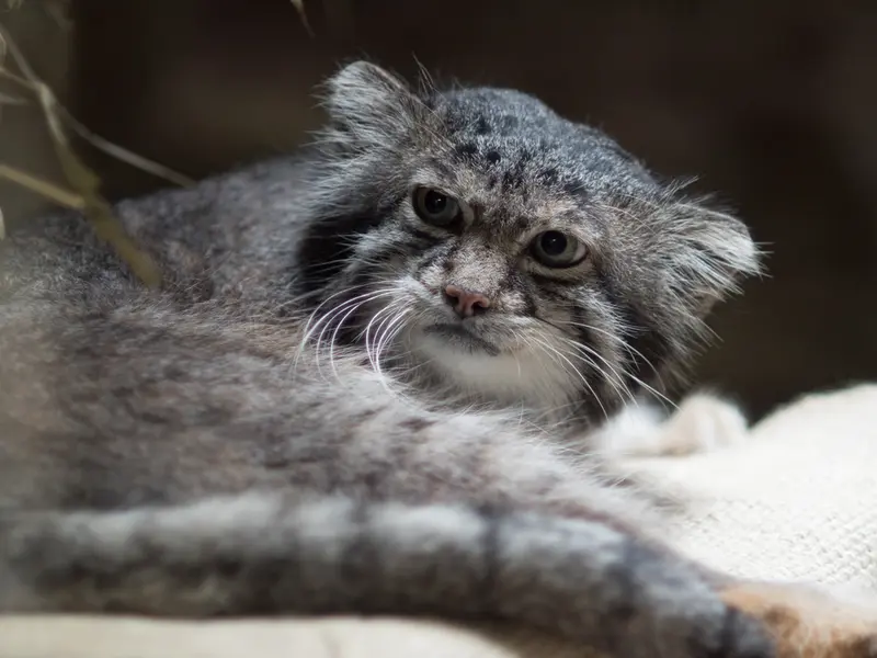 A photograph of Klyon in Ueno Zoological Gardens