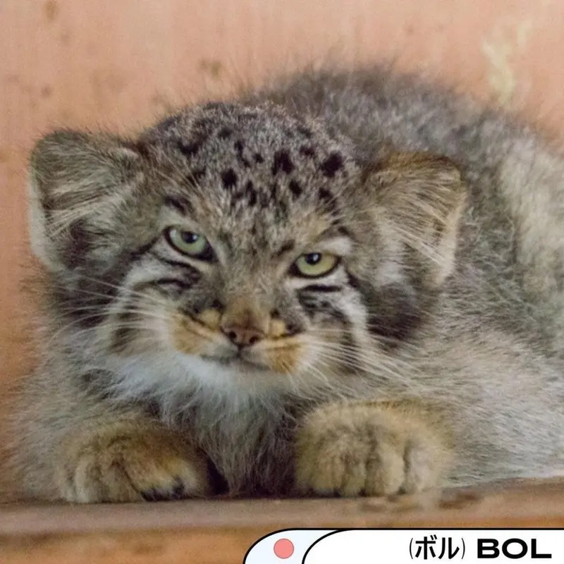 A photograph of Bor in Saitama Children's Zoo