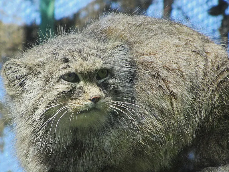 A photograph of a Pallas's cat