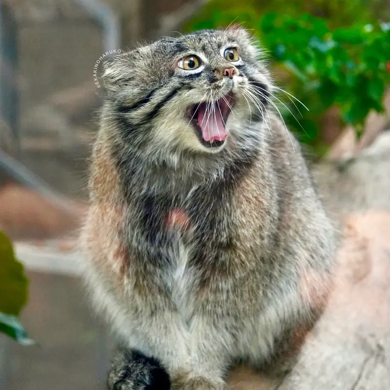 A photograph of Nar in Kobe Animal Kingdom