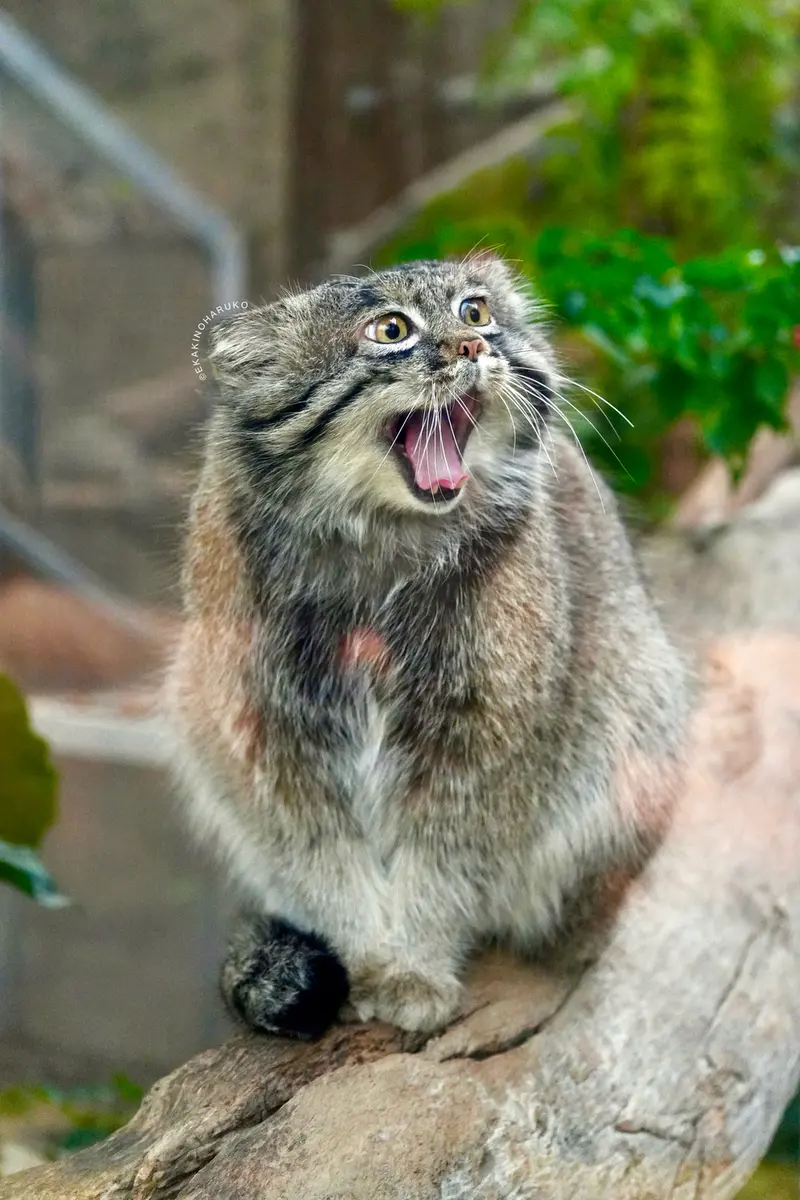 A photograph of Nar in Kobe Animal Kingdom