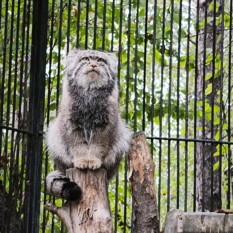 A photograph of Sylvester in Novosibirsk Zoo