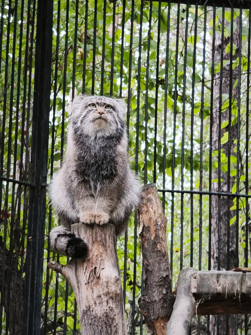 A photograph of Sylvester in Novosibirsk Zoo