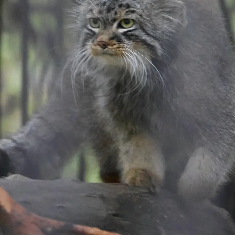 A photograph of Leon in Novosibirsk Zoo