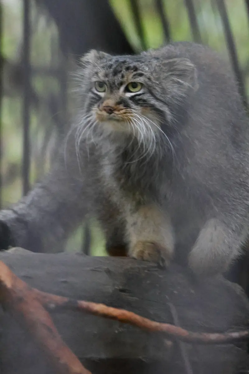 A photograph of Leon in Novosibirsk Zoo