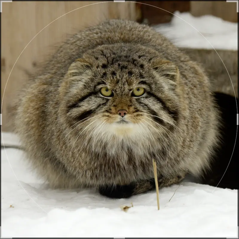 A photograph of a Pallas's cat